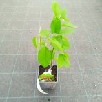 Muchovník kanadský (Amelanchier canadensis) ‘PRINCE WILLIAM’ – výška 40-50 cm, kont. P11